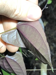 Dioscorea transversa