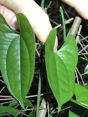 Dioscorea transversa