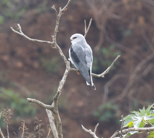 Black-winged Kite