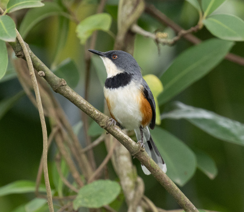 Black-collared Apalis