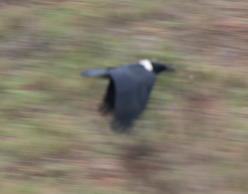 Pied Crow