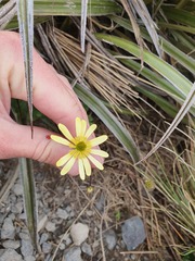 Ranunculus verticillatus