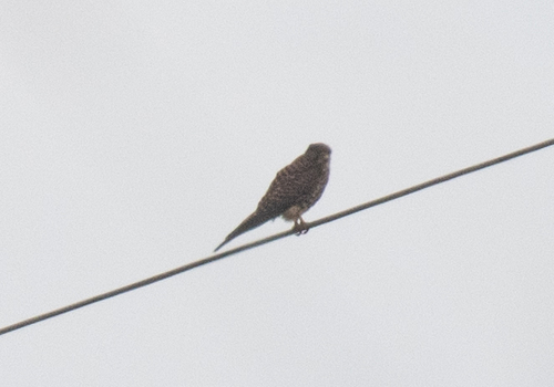 Eurasian Kestrel