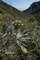 Echium leucophaeum