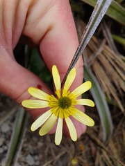 Ranunculus verticillatus