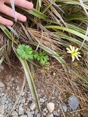 Ranunculus verticillatus