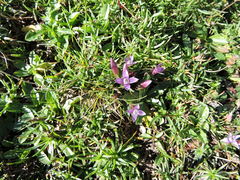 Gentianella columnae