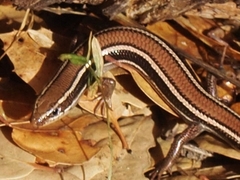 Plestiodon skiltonianus skiltonianus