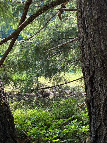 iNaturalist observation photo of Mule Deer