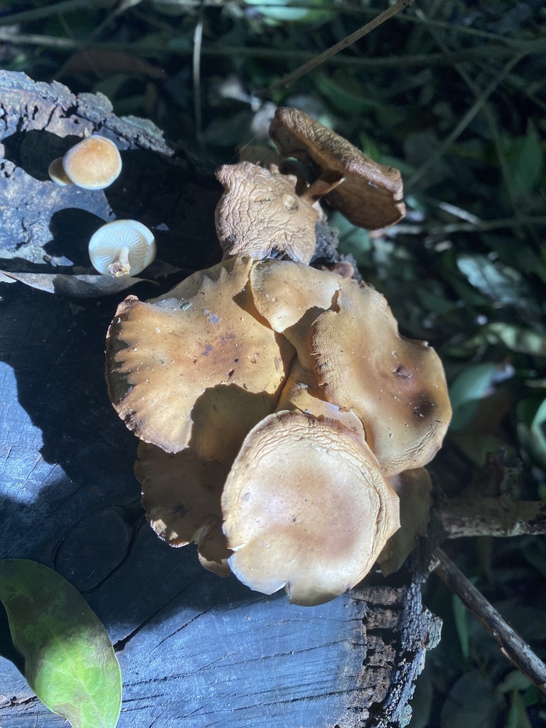 Flammulina velutipes · May 2026 · photo: © tutitah (iNaturalist, cc0)