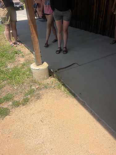 iNaturalist observation photo of Pacific Gopher Snake