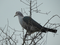 Ducula aenea pusilla
