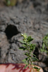 Paronychia canariensis