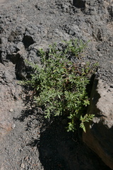 Paronychia canariensis