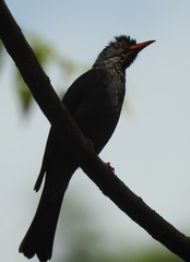 Hypsipetes ganeesa