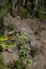 Paronychia canariensis