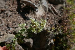 Paronychia canariensis