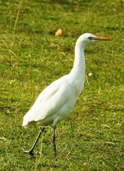 Bubulcus ibis