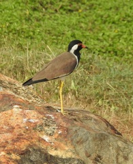Vanellus indicus