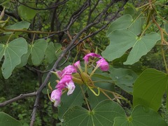 Bauhinia macranthera, photograph (c) Rogelio Reyna-Hernández, some rights reserved (CC BY-SA)