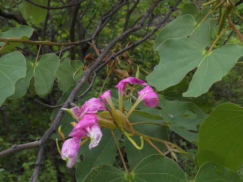 Bauhinia macranthera, photograph 2