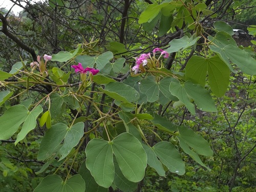 Bauhinia macranthera, photograph 3