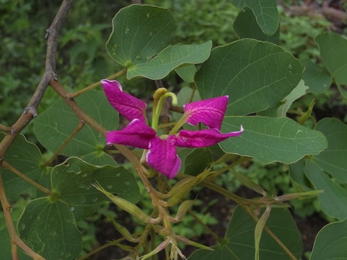 Bauhinia macranthera
