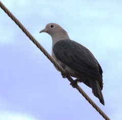 Ducula aenea pusilla