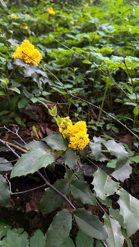 Наблюдение на iNaturalist