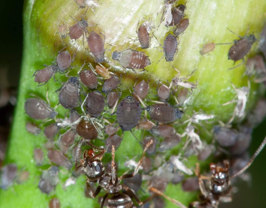 Iris Aphid