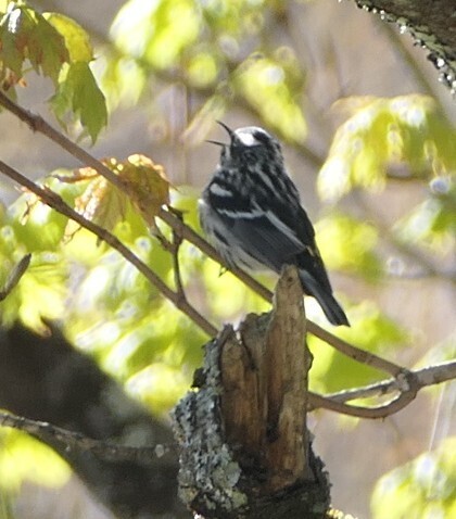Black-and-white Warbler
