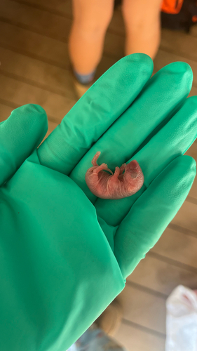 iNaturalist observation photo of Western Deer Mouse