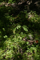 Dracunculus canariensis image