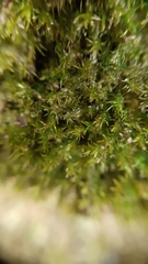 Eucladium verticillatum