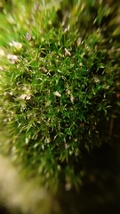 Eucladium verticillatum