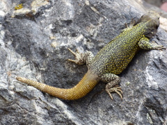 High Mountain Lizard photo 4