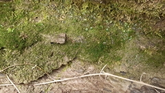 Eucladium verticillatum