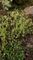 Plagiomnium undulatum