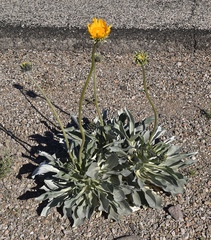 Enceliopsis argophylla