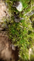 Eucladium verticillatum