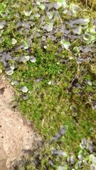 Eucladium verticillatum