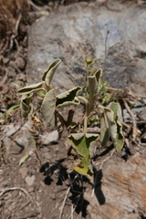 Sideritis dendrochahorra