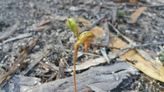 Pterostylis squamata