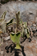 Sideritis dendrochahorra