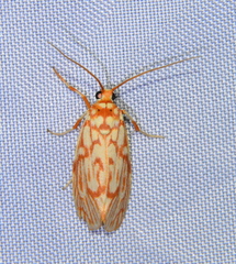 Lactura erythractis