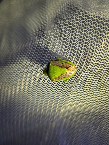 Photo of Oriental Stink Bug (Plautia stali)