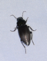 Gnathaphanus philippensis