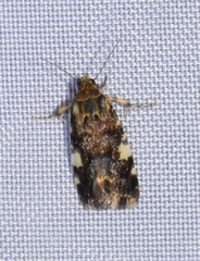 Acontia nivipicta