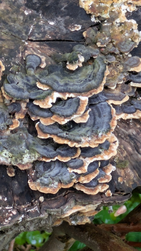 Trametes versicolor · May 2026 · photo: © guywallbanks (iNaturalist, cc-by)
