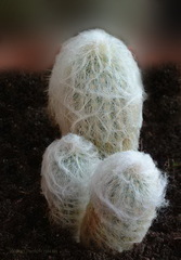 Espostoa lanata